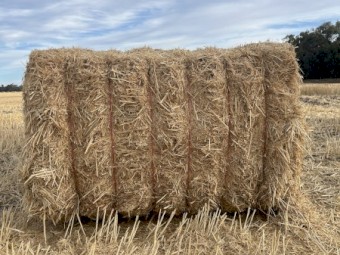 Wheat Straw 