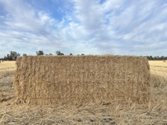 Wheat Straw 