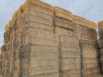 Clover/Rye Grass Hay 8x4x3 80 Tonne Available