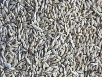 46t Feed Barley