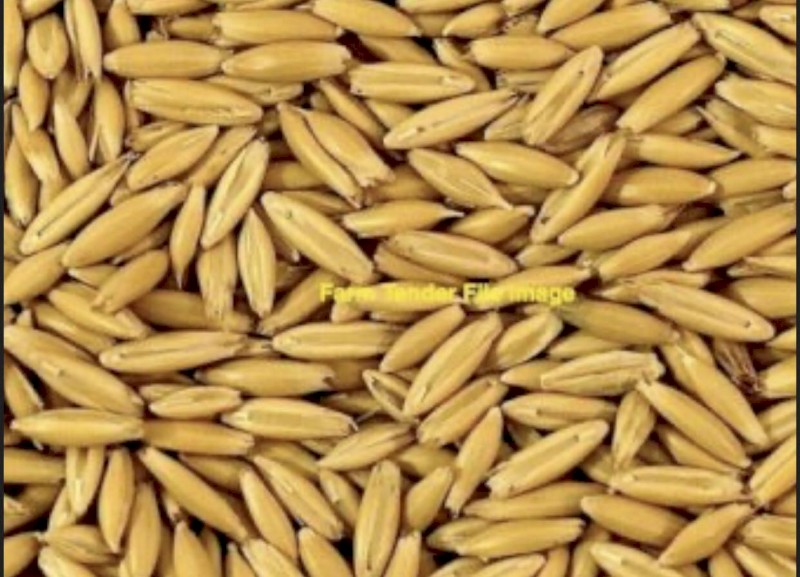 Kingbale Oats IMI Tolerant