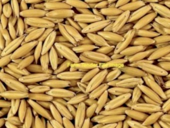 Kingbale Oats IMI Tolerant