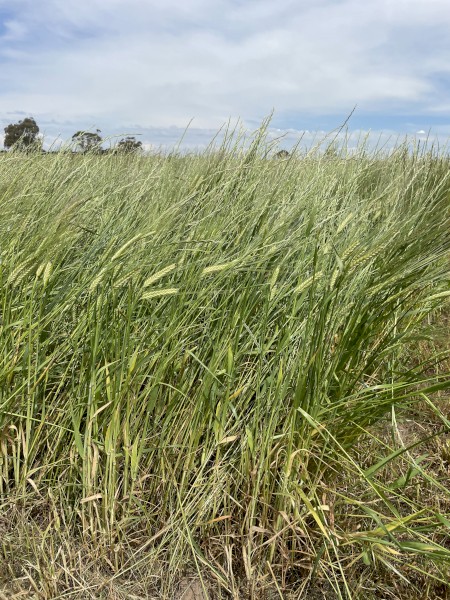 Rye/Barley hay big squares | Farm Tender