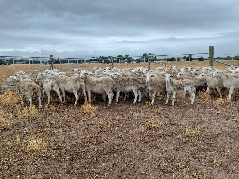 White Dorper Ewe Lambs x 90