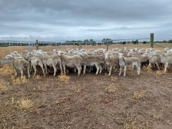 White Dorper Ewe Lambs x 90