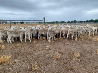 White Dorper Ewe Lambs x 90