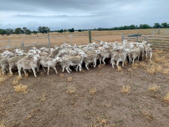 White Dorper Ewe Lambs x 90