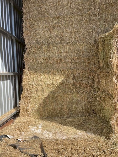Export Quality Shedded Oaten Hay