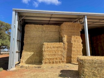 Export Quality Shedded Oaten Hay