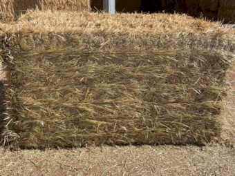 Export Quality Shedded Oaten Hay