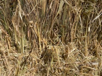 Export Quality Shedded Oaten Hay