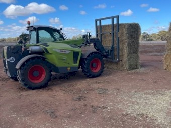Export Quality Shedded Oaten Hay