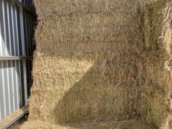 Export Quality Shedded Oaten Hay