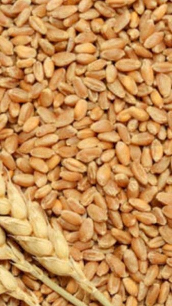 20/mt Graded Fast Maturing Wheat