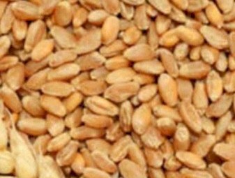 20/mt Graded Fast Maturing Wheat