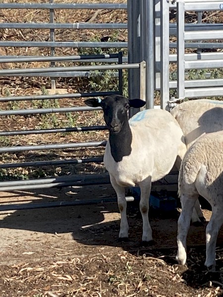 20 Certified Organic Dorper ewes