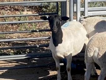 20 Certified Organic Dorper ewes