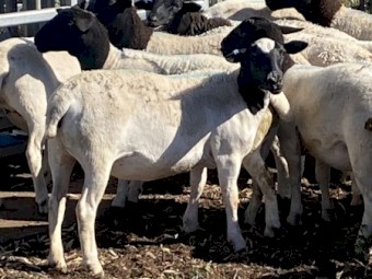20 Certified Organic Dorper ewes