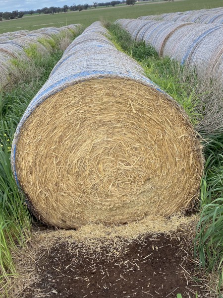 Wheat Hay Rolls