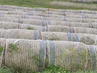 Wheat Hay Rolls