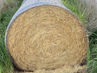 Wheat Hay Rolls