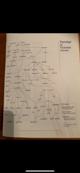 Vintage Wheat Variety PINNACLE 