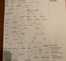 Vintage Wheat Variety PINNACLE 