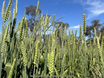 Vintage Wheat Variety PINNACLE 
