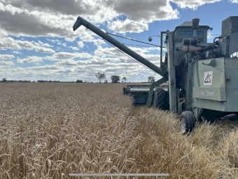 Vintage Wheat Variety PINNACLE 