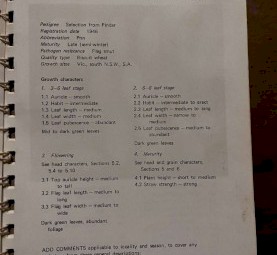 Vintage Wheat Variety PINNACLE 