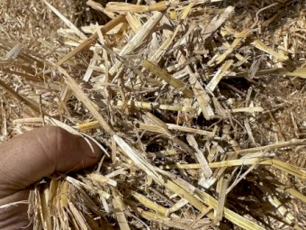 New Season Barley Straw