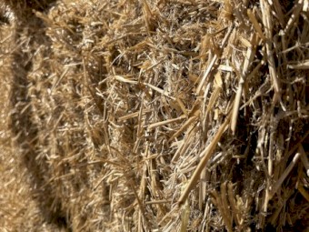 New Season Barley Straw