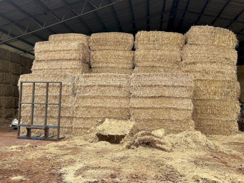 Barley straw