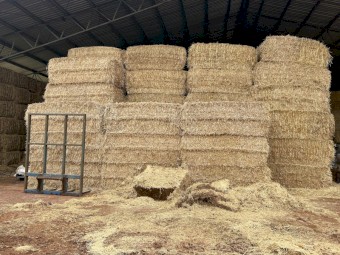 Barley straw