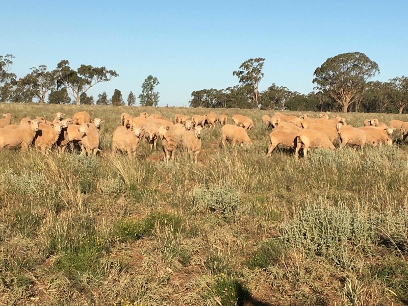 EOI: Future Breeder FX Ewe Lambs
