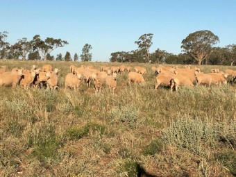 EOI: Future Breeder FX Ewe Lambs