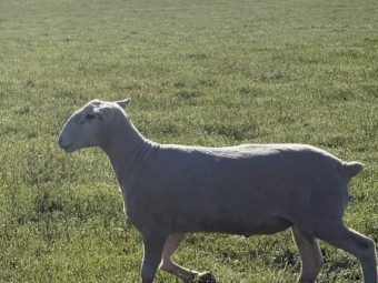 2025 drop white Suffolk rams