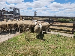 "Price Drop Must Go" Border Leicester Rams