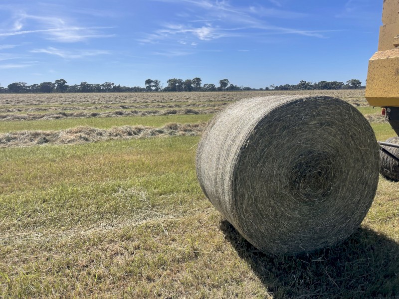 Teff Round Bales