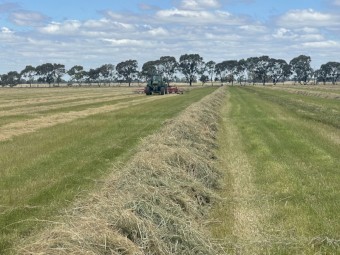 Teff Round Bales