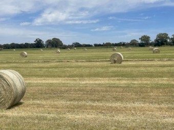 Teff Round Bales