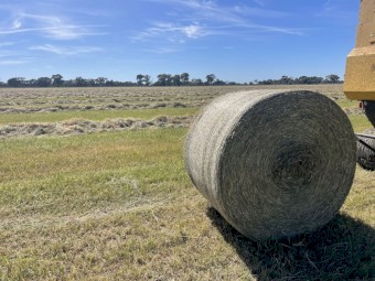 Teff Round Bales