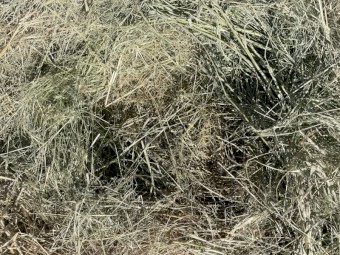 Teff Round Bales