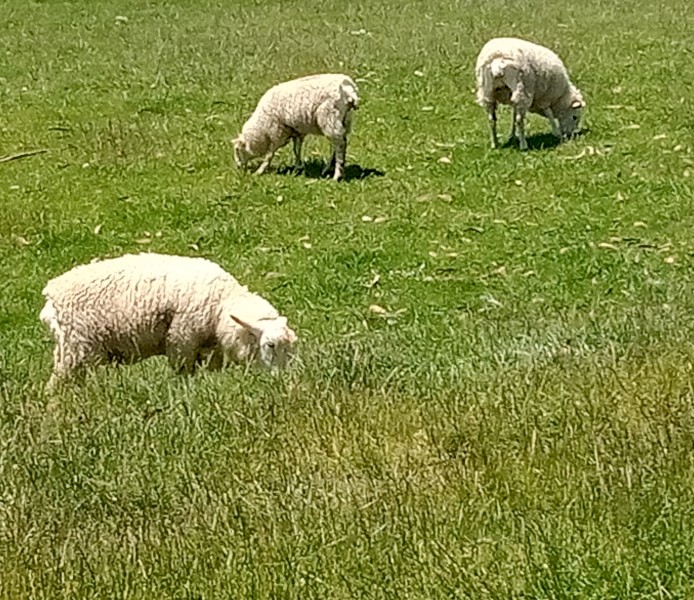 Border Leicester ewe lambs