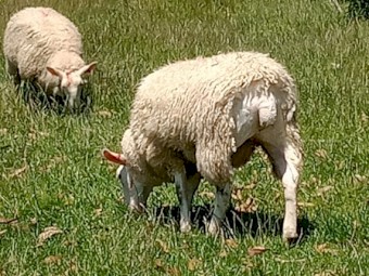 Border Leicester ewe lambs