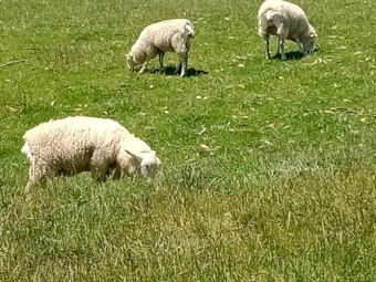 Border Leicester ewe lambs