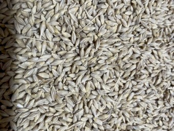 46mt BAR1 Feed Barley