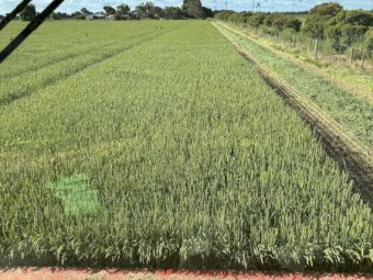 200mt Wheaten Hay 8x4x3 Bales (New Season 22/23)