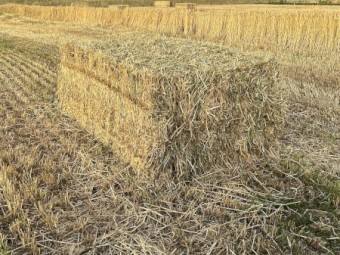 200mt Wheaten Hay 8x4x3 Bales (New Season 22/23)