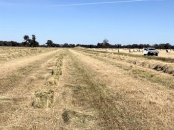 Rye grass & clover small squares 